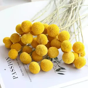 Natural craspedia billy balls dried flowers bouquet for home decor and floral arrangement detail