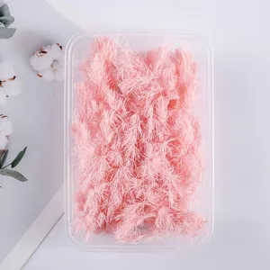 Pink preserved asparagus fern dried flowers in clear box for DIY crafts and gift boxes.