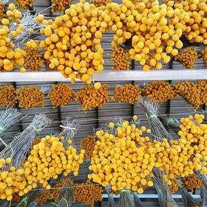 Natural yellow craspedia dried flower bouquet for home decor and floral arrangement DIY crafts.