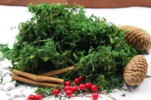 Kerst DIY decoratief materiaal pakket met groen mos dennenappels kaneelstokjes en bessen.