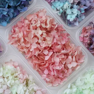 Fiori di ortensia stabilizzati colorati in scatole trasparenti, ideali per fai da te e decorazioni.