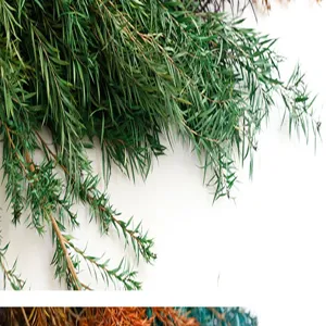 Dried melaleuca leaf detail shot, natural botanical material for DIY crafts and floral arrangements.