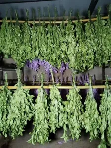 Hanging dried green and purple leaf bundles detail shot, natural botanical decor element.