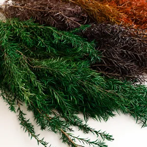 Natural preserved dried leaves for DIY crafts, wedding floral arrangements and decor.