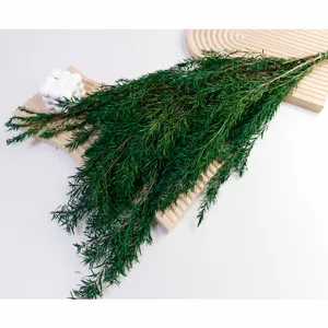 Dried Melaleuca leaves preserved foliage for DIY flower arrangements aromatherapy candles.