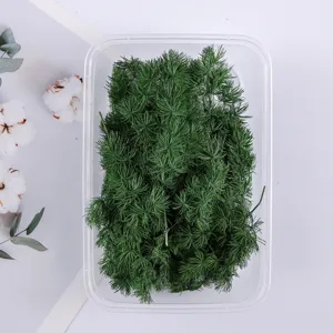 Detail shot of preserved green asparagus fern foliage in a clear plastic container for DIY craft.
