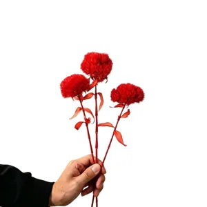Red preserved dried flower bouquet for home decor floral arrangement, beautiful natural stems.