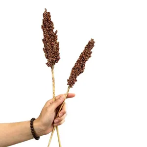 Dried sorghum stems natural plant bouquet rustic home decor photography props 2 pieces white bg.