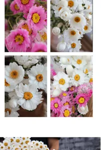 Close-up details of natural dried Rhodanthe daisy flowers bouquet, pink and white floral decor.