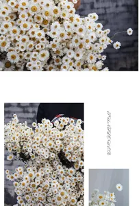 Dried Rodanthe flower bouquet natural daisy small floral arrangement home decor aesthetic