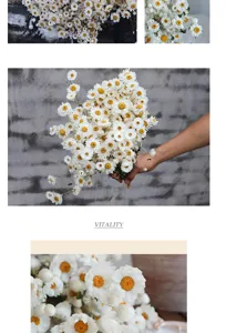 Detailed view of natural dried white daisy flowers, close-up bouquet texture for decor.