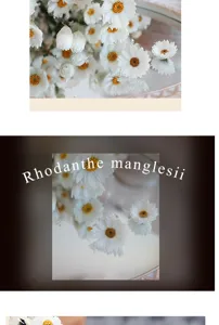Natural dried Rhodanthe flowers white daisy bouquet for home decor elegant rustic floral arrangement
