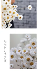 Closeup shot of natural dried Rodanthe daisy flowers bouquet, perfect for fresh home decor styling.