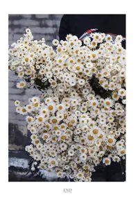 Natural dried Rhodanthe daisy flower bouquet for home decor and floral arrangements fresh.