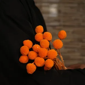 Mazzo di fiori secchi Craspedia palline gialle per decorazione d'interni e composizioni floreali