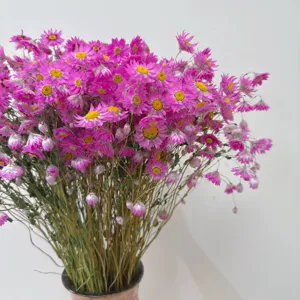 Natural dried Rhodanthe flowers, pink daisy bouquet for home decor, fresh floral arrangement.