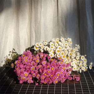 Dried flower Rhodanthe bouquet natural daisy floral arrangement for home decor fresh style