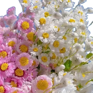 Natural dried flowers Rhodanthe pink white daisy bouquet home decor wholesale fresh floral