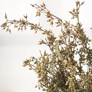 Natural dried fruit branches for floral bouquets, DIY crafts and candle decor items.