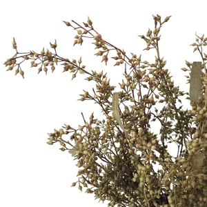 Natural dried millet fruit branches for floral arrangement, DIY crafts, and scented candles.