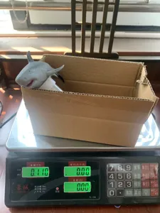 Drijvende haai zwembad thermometer watertemperatuur tester voor zwembad spa buitengebruik