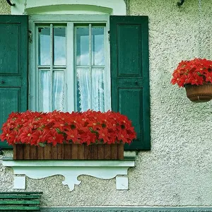 Künstliche Weihnachtssterne Poinsettien für Veranda Haus Garten Innen Außen Dekoration