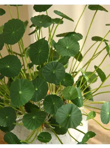Artificial lotus leaf money plant detail, Nordic style green potted decor for indoor home living room.