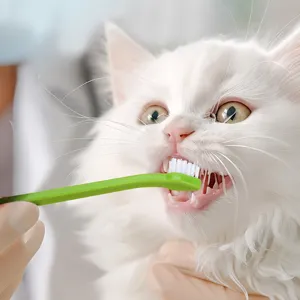 Pet cat toothbrush small single head dental care tool for daily oral hygiene cleaning.
