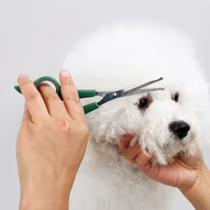 Professional pet grooming scissors with green handles and safe rounded tips for dogs.