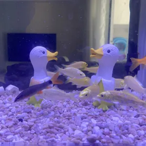 Banana duck resin ornament cartoon creative fish tank landscaping decoration cute gift desktop