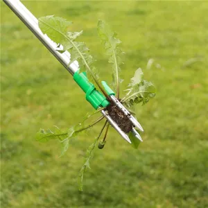 Detail shot of weed remover tool pulling dandelion weeds with roots from the lawn.