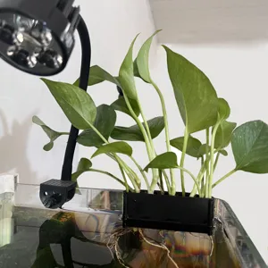 Aquarium plant holder detail shot showing black plastic hanging bracket with green pothos plants.