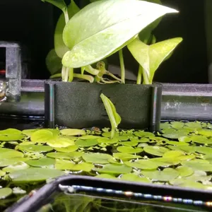 Aquarium plant holder detail view, hanging on fish tank rim with green hydroponic plants.