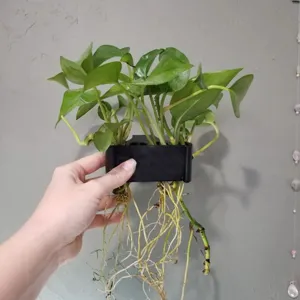Black aquarium plant holder showcasing hydroponic roots and green leaves for fish tanks.