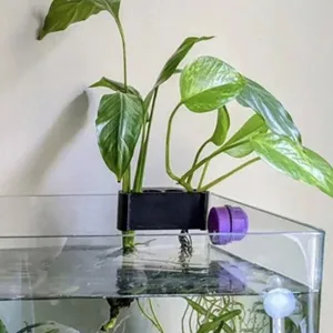 Aquarium plant holder detail shot, showing black hanging bracket with green hydroponic plants.