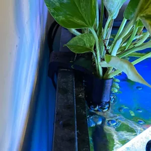 Aquarium plant holder hanging bracket for fish tank rim hydroponic decorations black plastic