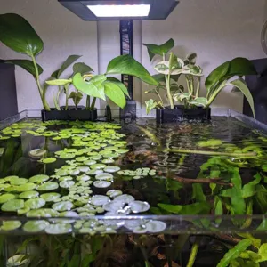 Fish tank aquarium plant holder hanging bracket detail view with aquatic plants