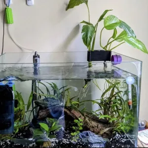 Aquarium plant holder for fish tank rim, hanging hydroponic basket for aquatic plants and pothos.