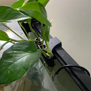 Aquarium plant holder detail shot showing green pothos plant roots growing inside water tank.
