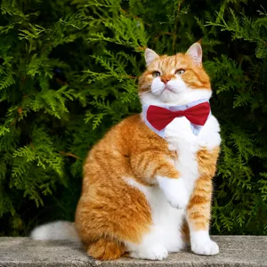 Pet Cat Dog Bowtie Collar Adjustable Fake Collar Wedding Party Costume Accessories