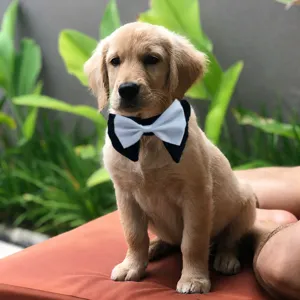 Pet bow tie collar for cats dogs cute puppy wedding party adjustable neck accessory
