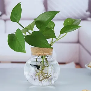 Vase Hydroponique Transparent en Verre Borosilicaté Moderne Minimaliste Bouteille de Fleurs Décoration Intérieure