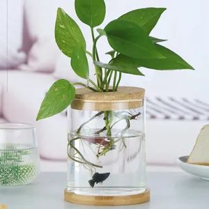 Vase hydroponique en verre transparent avec base en bois et couvercle en liège pour plantes.