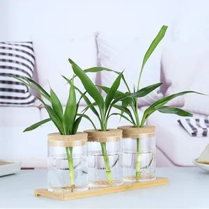 Ensemble de vase hydroponique en verre transparent avec base en bois et couvercles en liège.