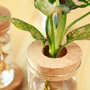 Vase hydroponique en verre transparent avec couvercle en liege pour plantes d'interieur deco.