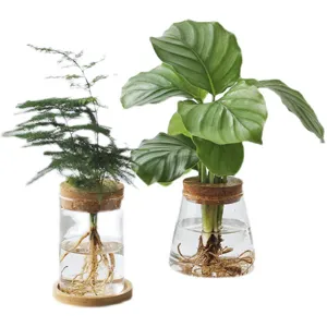 Vase hydroponique en verre transparent avec couvercle en liège pour micro paysage maison