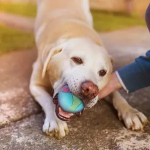 Durable pet toy ball for large dogs, interactive bouncing chew toy for teeth cleaning and boredom.