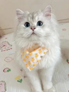 Süßes Cartoon gelbe Ente Haustier Halstuch Lätzchen Detailansicht, weicher Katzen Hunde Kragen.