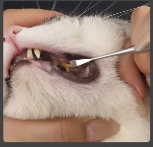 Outil détartreur dentaire pour animaux de compagnie chat chien nettoyage des dents