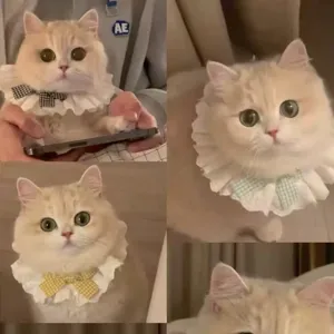 Joli collier en dentelle pour animal avec nœud, bavoir décoratif idéal pour les chats.
